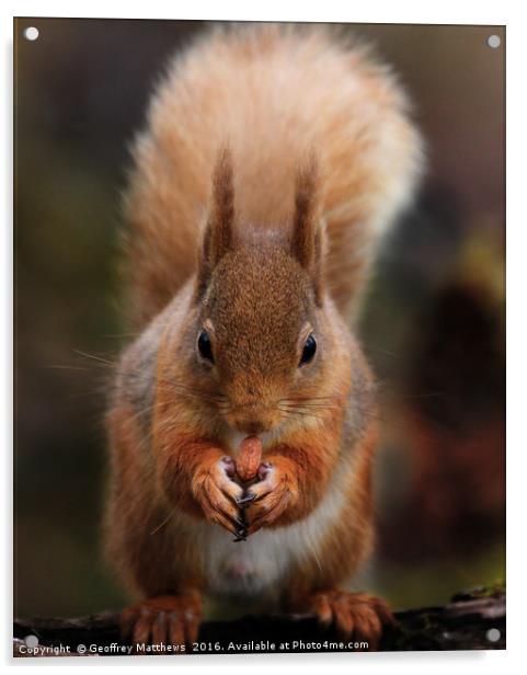 Red Squirrel Feeding Acrylic by Geoffrey Matthews