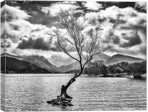 The Lone Tree at Llyn Padarn in black and white Canvas Print by Sue Knight
