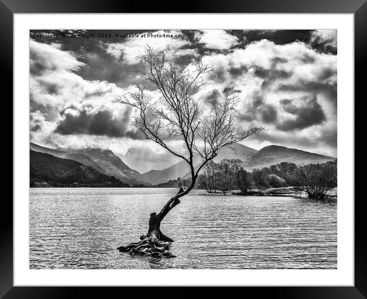 The Lone Tree at Llyn Padarn in black and white Framed Mounted Print by Sue Knight