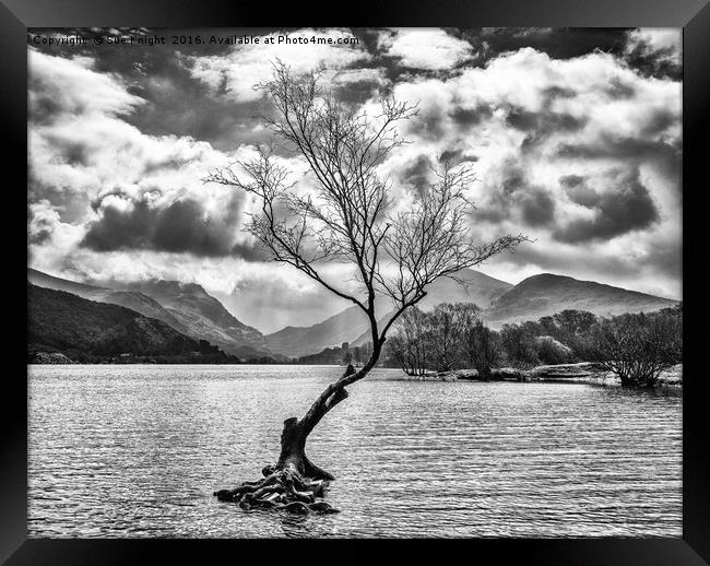 The Lone Tree at Llyn Padarn in black and white Framed Print by Sue Knight