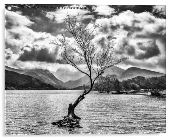 The Lone Tree at Llyn Padarn in black and white Acrylic by Sue Knight