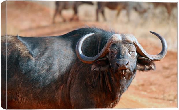 large black African Buffalo Canvas Print by Simon Marshall