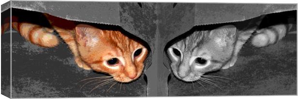 One Cat- Two Views Canvas Print by james balzano, jr.