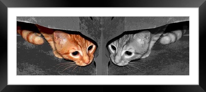 One Cat- Two Views Framed Mounted Print by james balzano, jr.