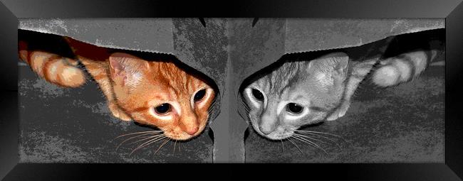 One Cat- Two Views Framed Print by james balzano, jr.