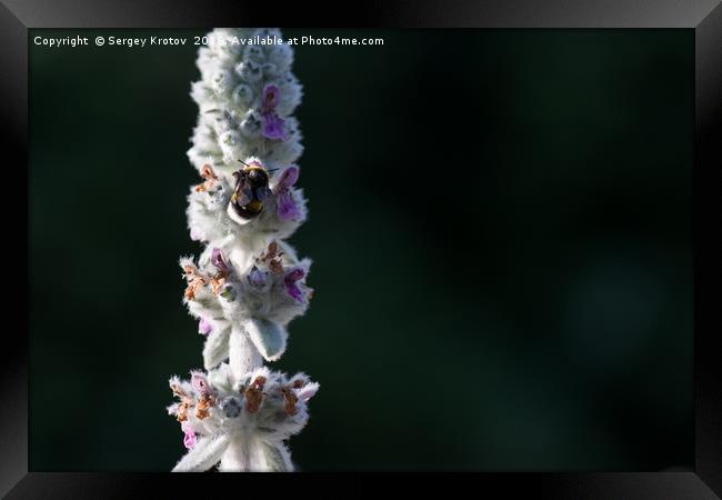 macro shot of bumblebee collecting pollen from a f Framed Print by Sergey Krotov