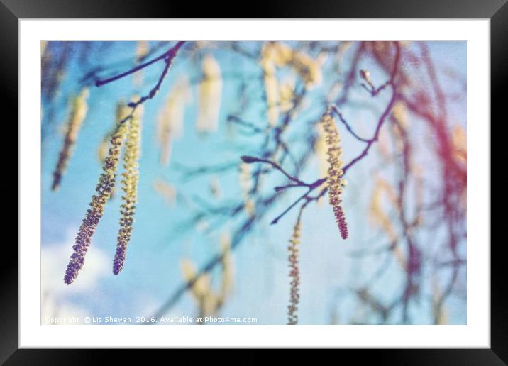 Catkins to Announce the Arrival of Spring Framed Mounted Print by Liz Shewan