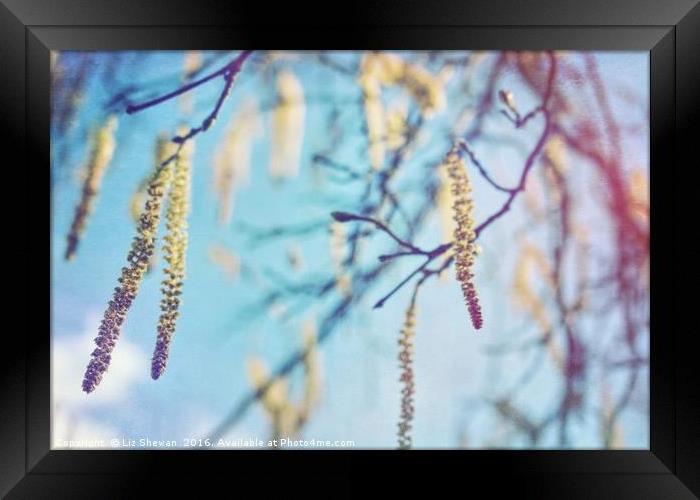 Catkins to Announce the Arrival of Spring Framed Print by Liz Shewan
