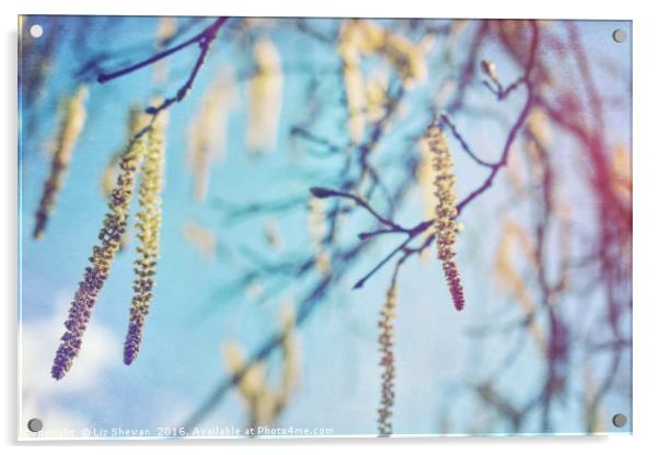 Catkins to Announce the Arrival of Spring Acrylic by Liz Shewan