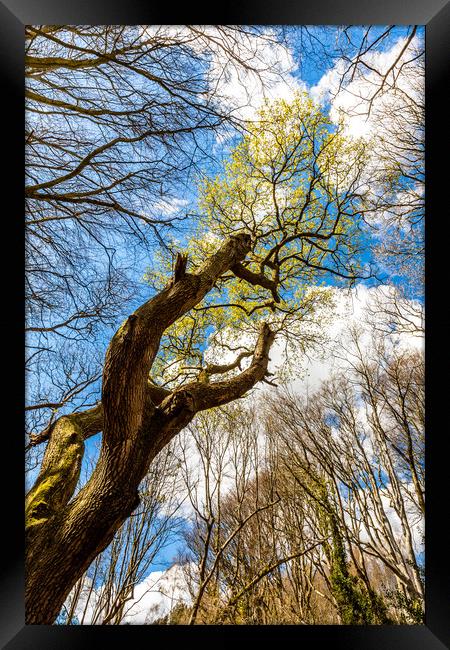 Spring Trees Framed Print by Wight Landscapes