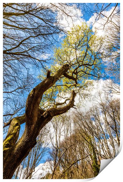 Spring Trees Print by Wight Landscapes