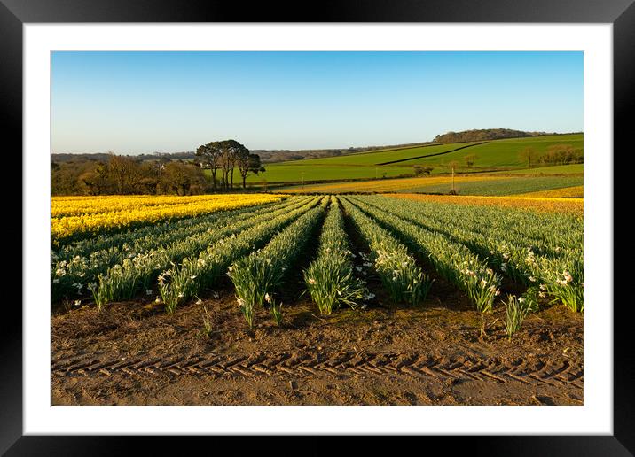 Daffodil symmetry Framed Mounted Print by Michael Brookes