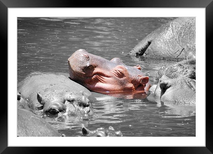 Hippopotamus resting head on back of other Hippo Framed Mounted Print by Simon Marshall