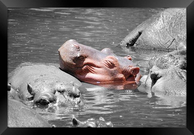 Hippopotamus resting head on back of other Hippo Framed Print by Simon Marshall