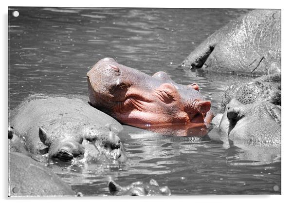 Hippopotamus resting head on back of other Hippo Acrylic by Simon Marshall