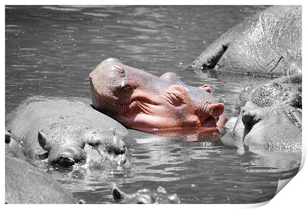 Hippopotamus resting head on back of other Hippo Print by Simon Marshall