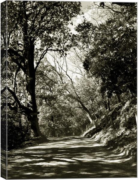 The Road to Nosara Canvas Print by james balzano, jr.