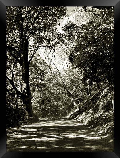 The Road to Nosara Framed Print by james balzano, jr.