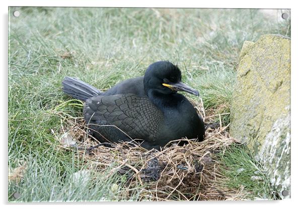 Cormorant on nest incubating eggs Acrylic by Simon Marshall