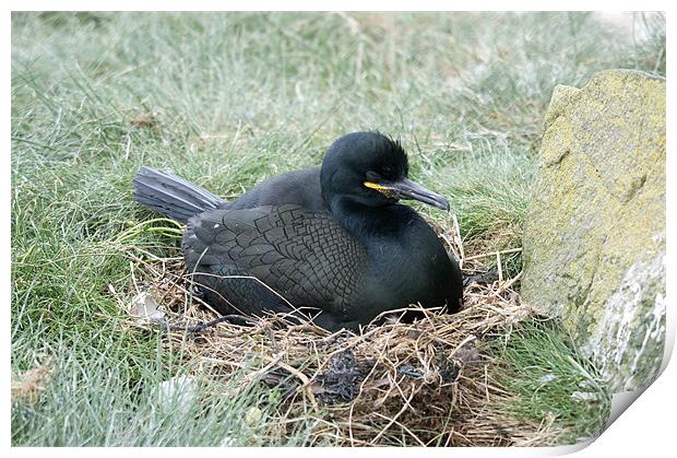 Cormorant on nest incubating eggs Print by Simon Marshall