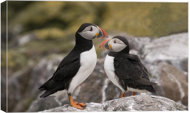 Two Puffins on the rocks Canvas Print by Simon Marshall