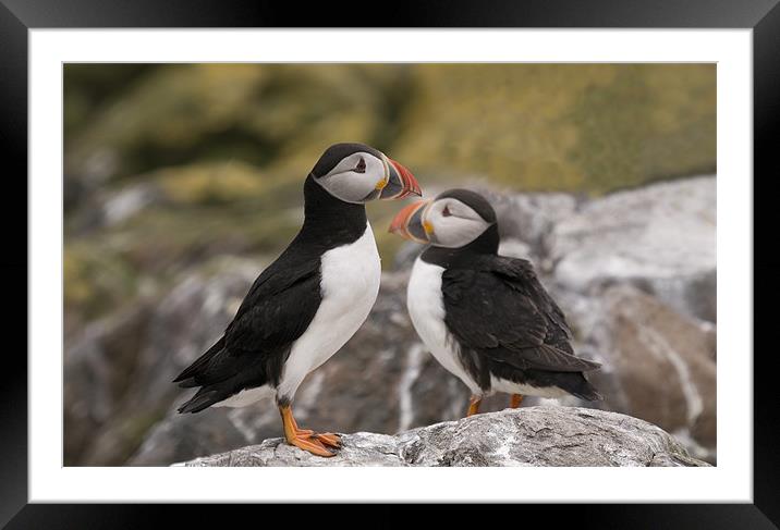 Two Puffins on the rocks Framed Mounted Print by Simon Marshall