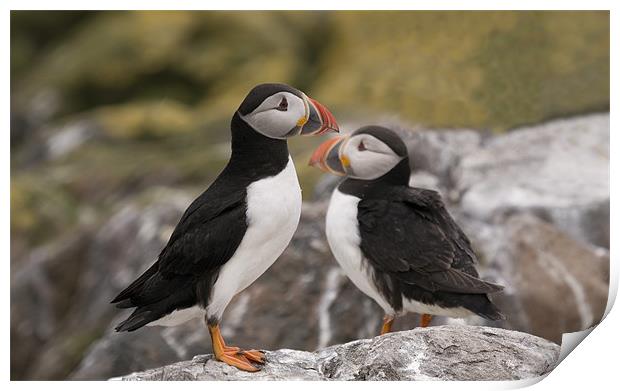 Two Puffins on the rocks Print by Simon Marshall