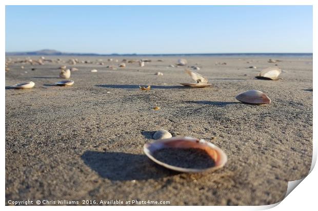 Scattered Seashells  Print by Chris Williams