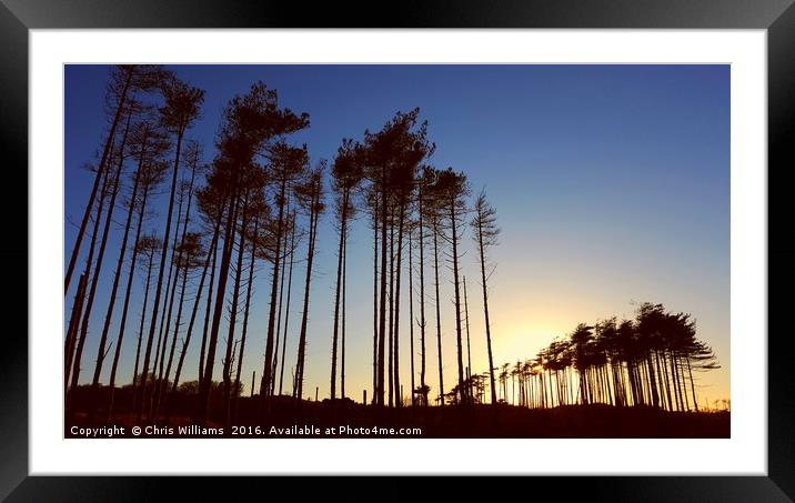 Standing Tall At Sunset  Framed Mounted Print by Chris Williams