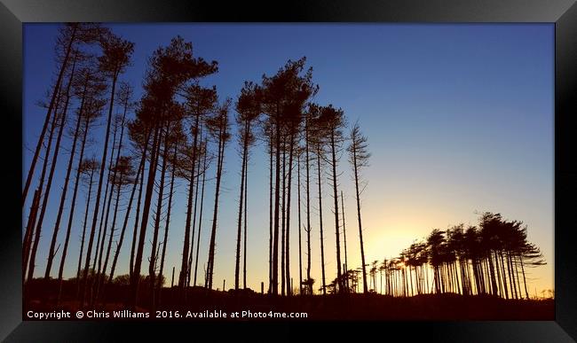Standing Tall At Sunset  Framed Print by Chris Williams