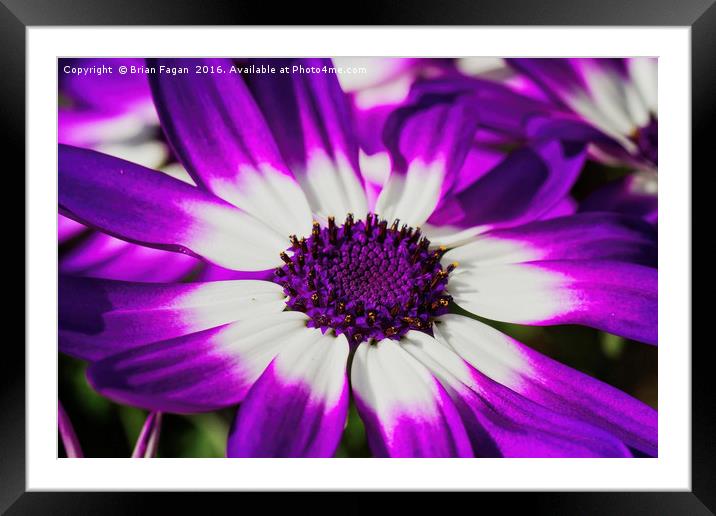 Purple Senetti Framed Mounted Print by Brian Fagan