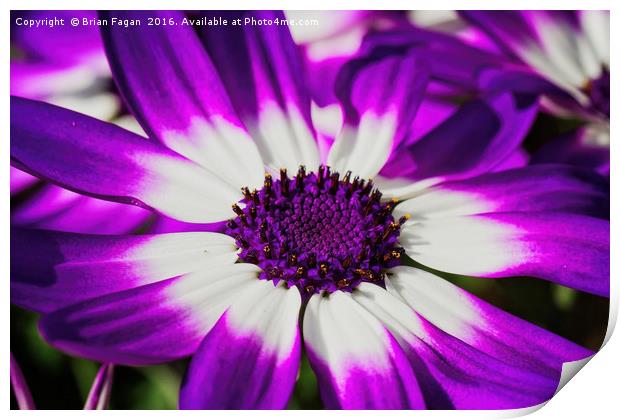 Purple Senetti Print by Brian Fagan