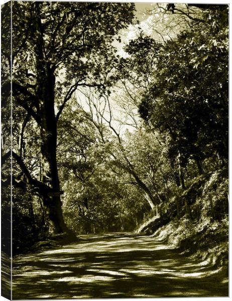 Tritone Image of the Road to Nosara Canvas Print by james balzano, jr.