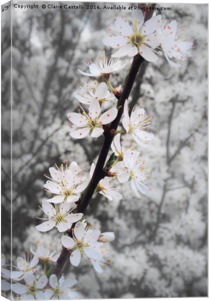 Blossom Canvas Print by Claire Castelli