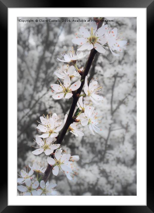 Blossom Framed Mounted Print by Claire Castelli