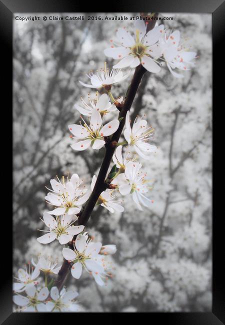 Blossom Framed Print by Claire Castelli