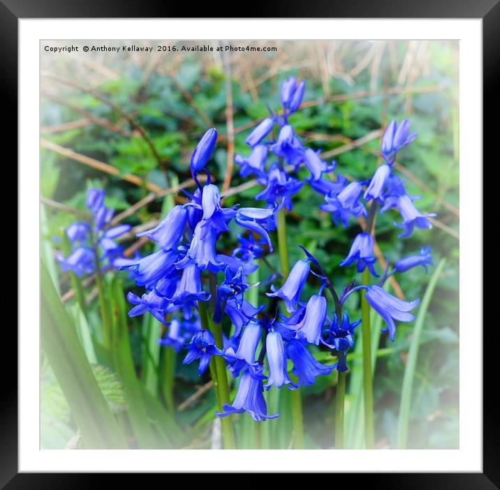                         BLUEBELLS        Framed Mounted Print by Anthony Kellaway