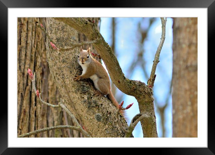 Red-tailed Squirrel Framed Mounted Print by Jerome Cosyn