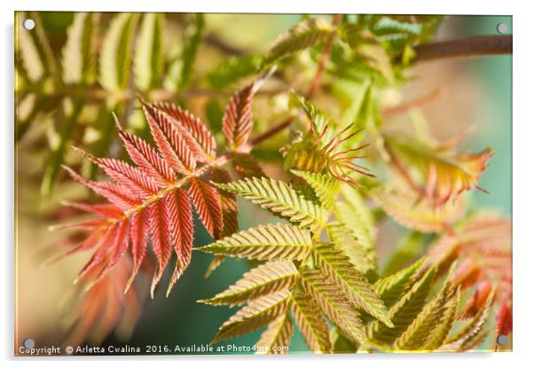 Sorbaria sorbifolia spring foliage Acrylic by Arletta Cwalina