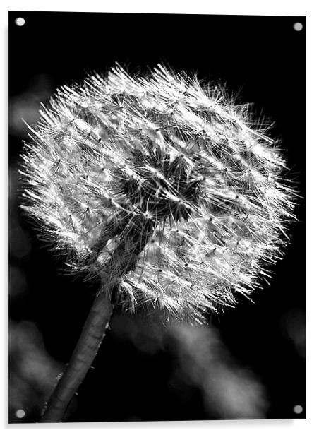 Dandy Days In Black And White. Acrylic by Aj’s Images