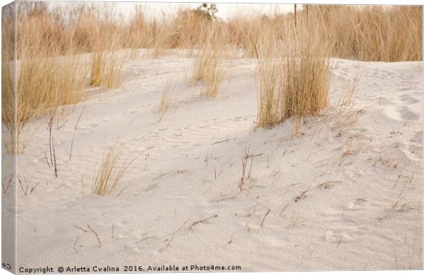 Dry dune grass plants Canvas Print by Arletta Cwalina