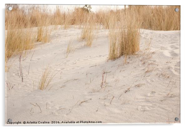 Dry dune grass plants Acrylic by Arletta Cwalina