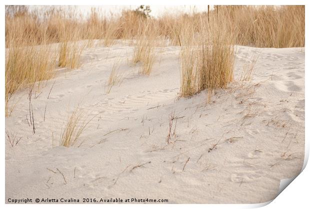 Dry dune grass plants Print by Arletta Cwalina