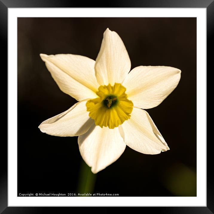 Backlit Narcissus Framed Mounted Print by Michael Houghton