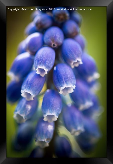 Muscari  Framed Print by Michael Houghton