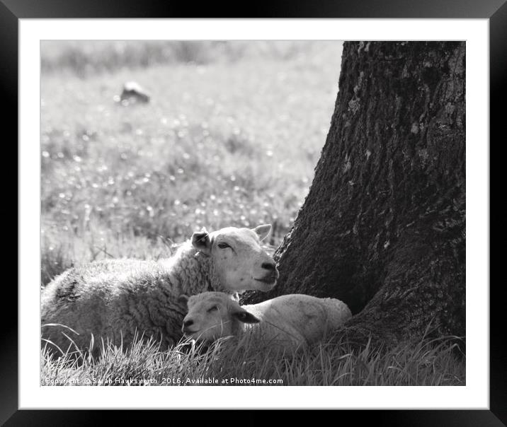 Lamb and Mother Framed Mounted Print by Sarah Hawksworth