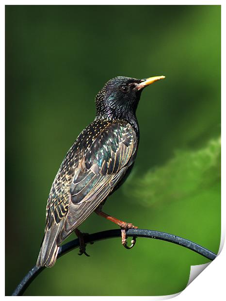 Spotted Starling Print by Chris Day