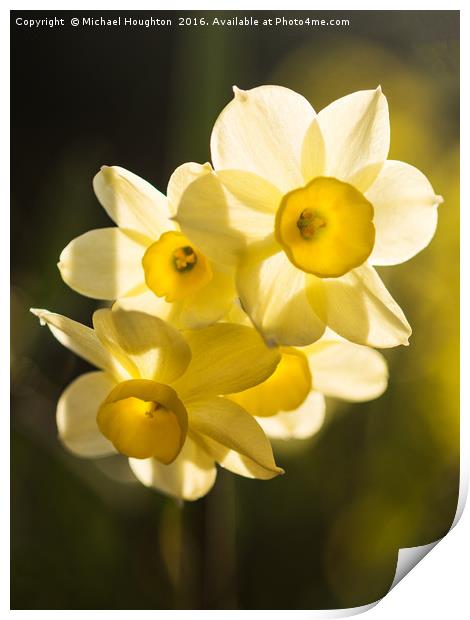 Narcissus trio Print by Michael Houghton