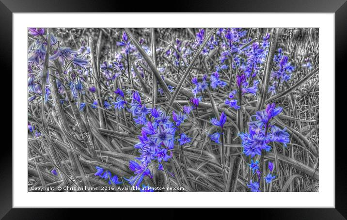 Springtime Blue  Framed Mounted Print by Chris Williams