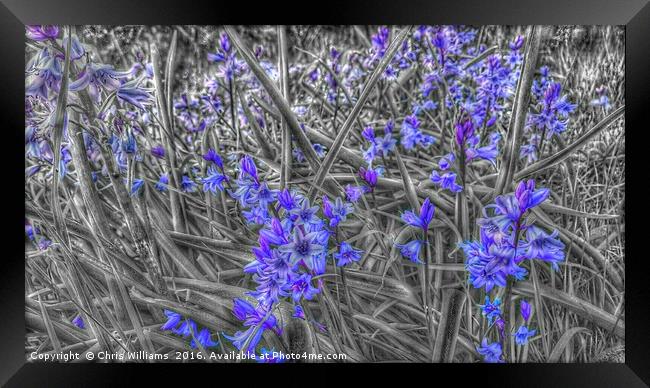 Springtime Blue  Framed Print by Chris Williams